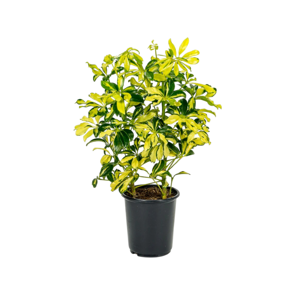 Aralia golden