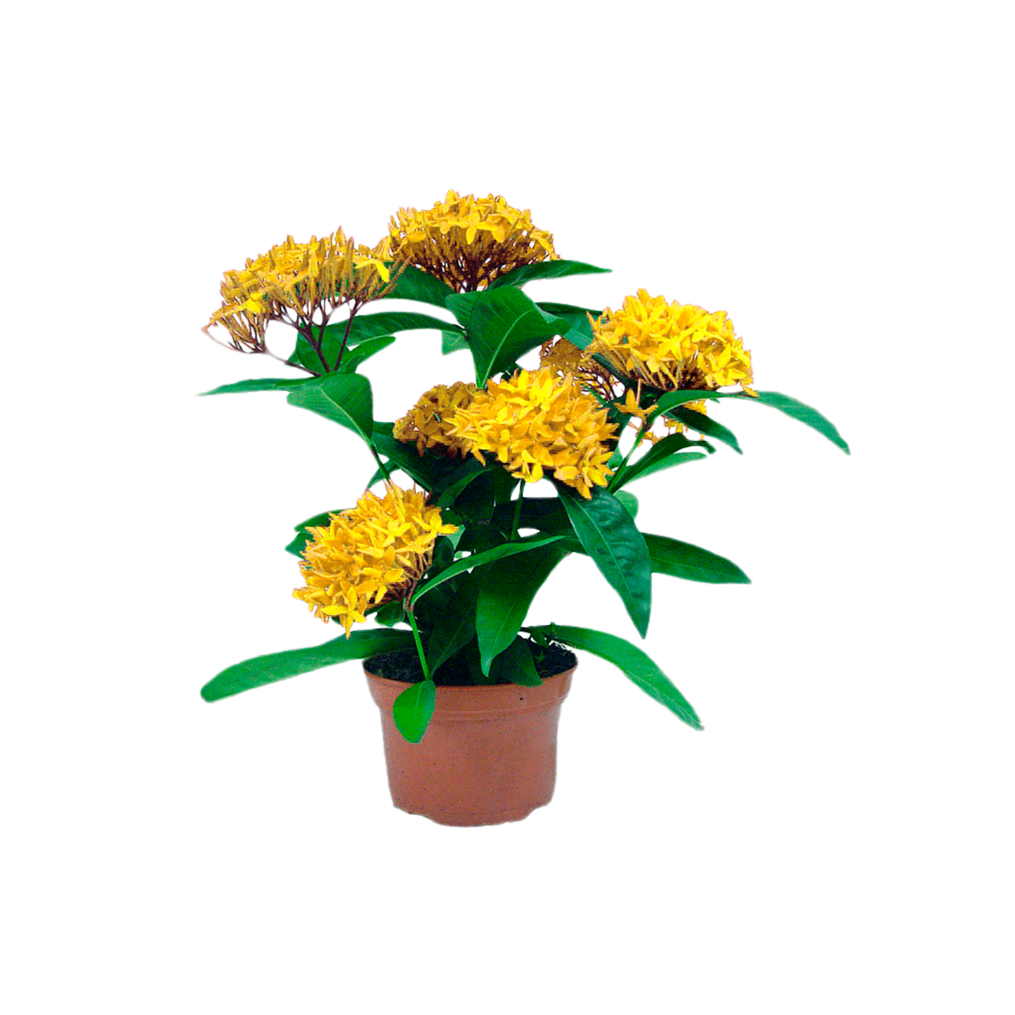 Ixora coccinea