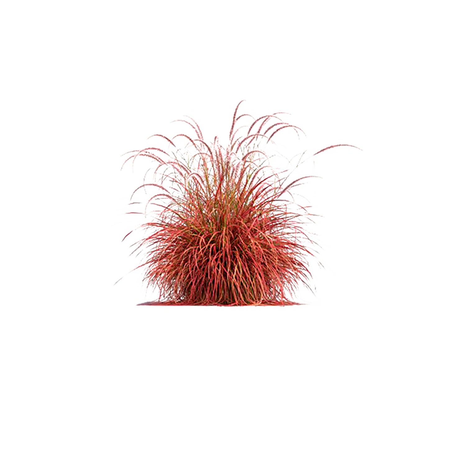 Pennisetum rojo