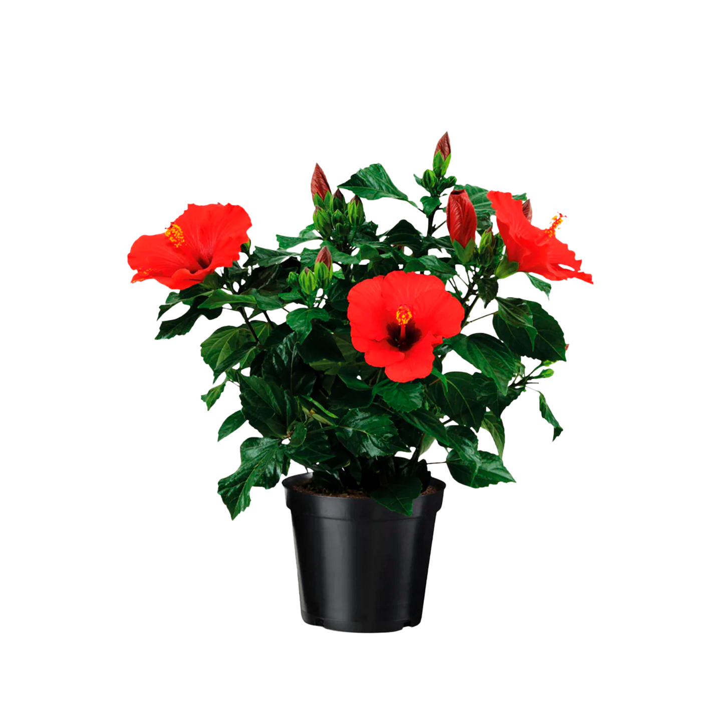 Rosa de China / Cayena