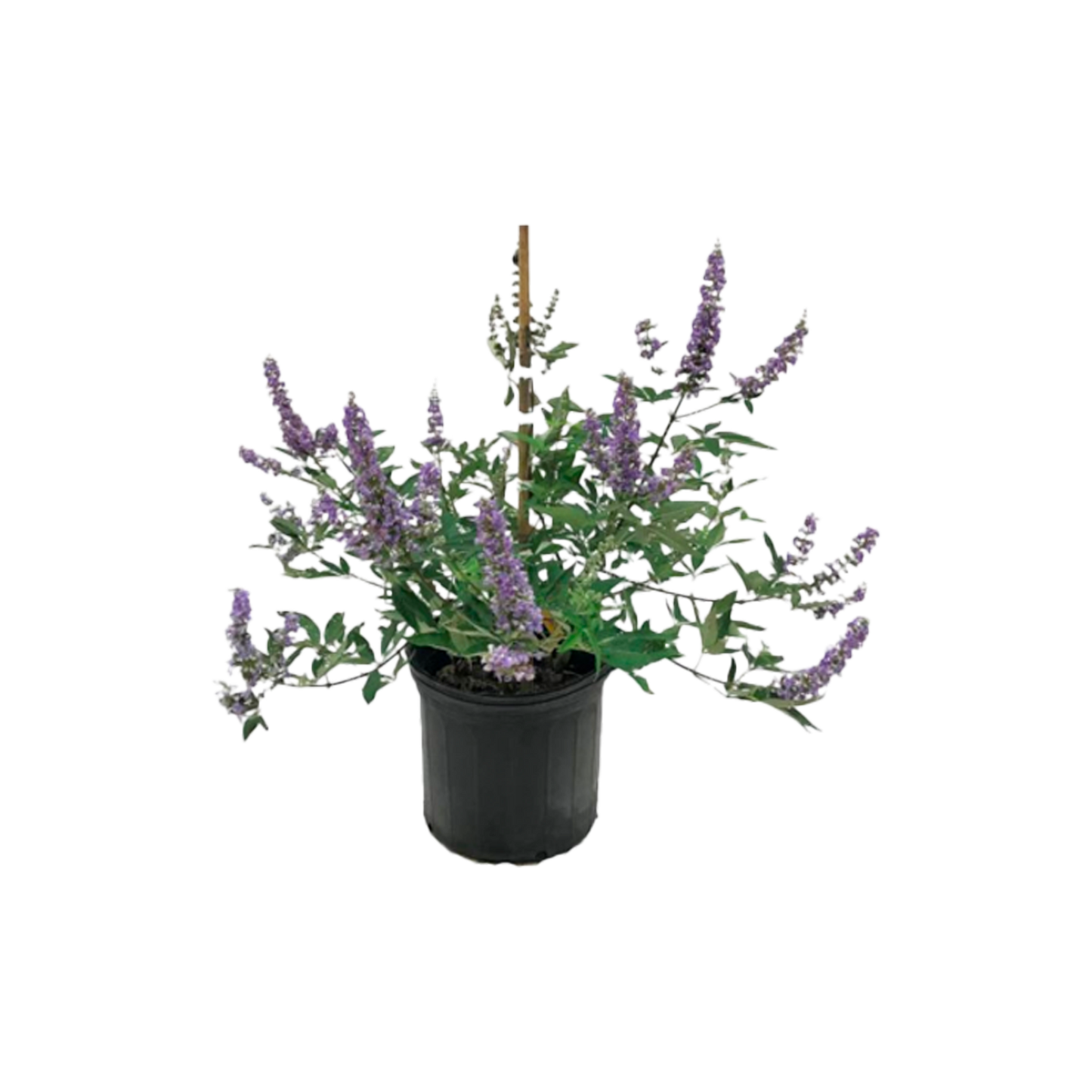 Vitex