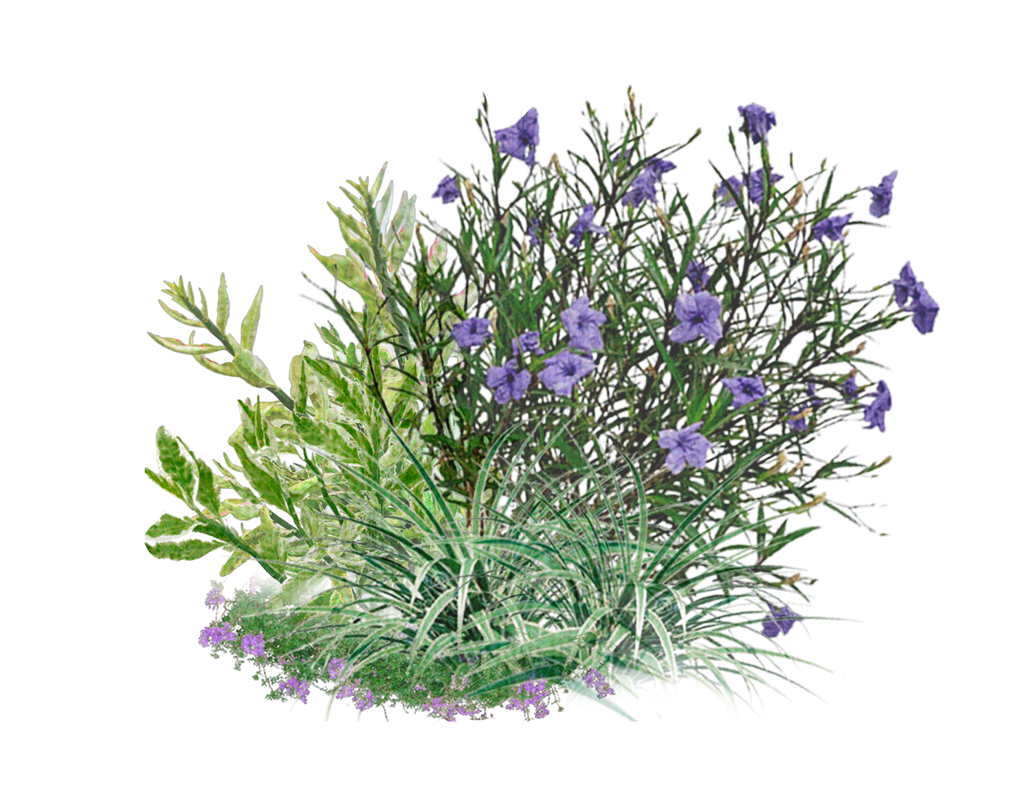 Plantas
