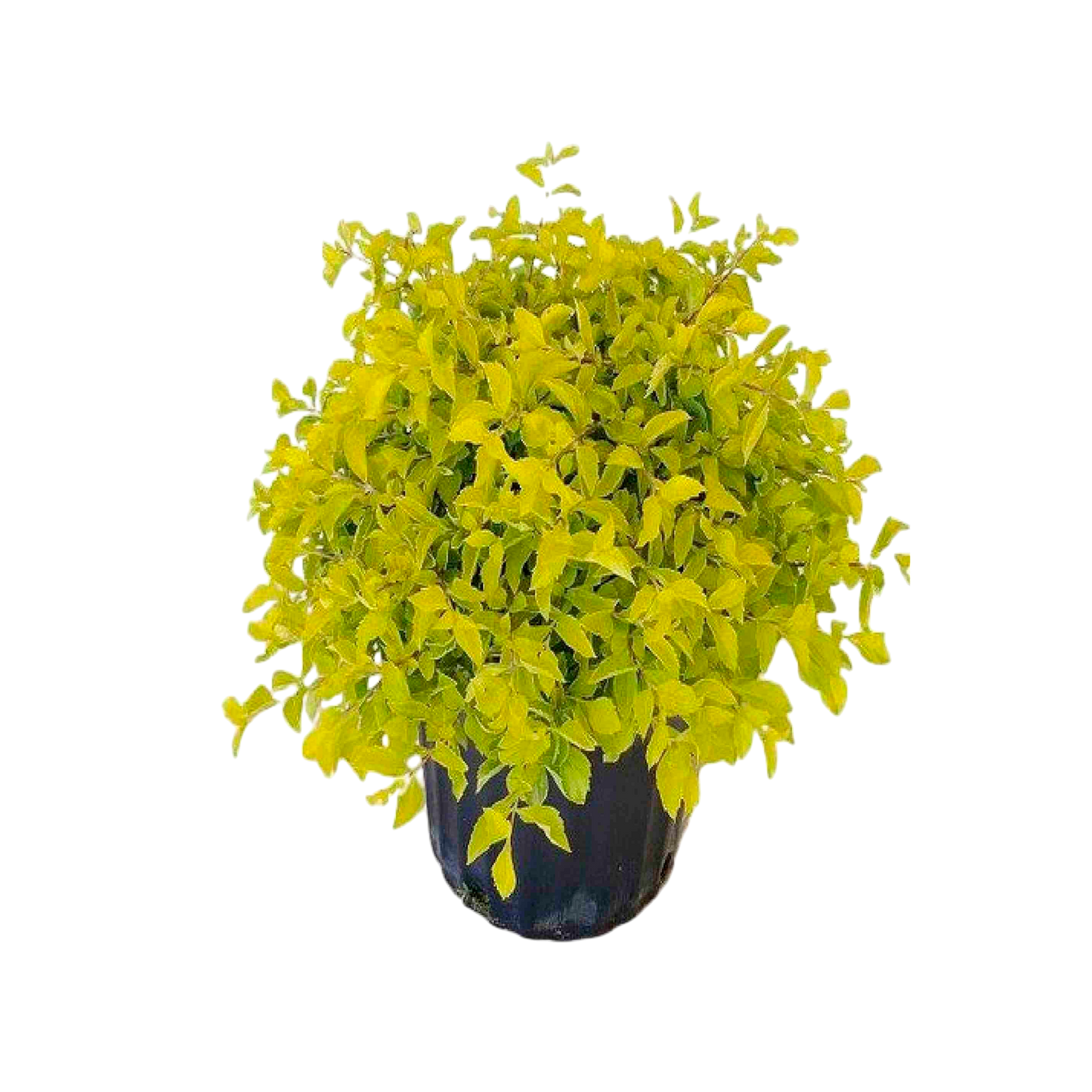 Duranta