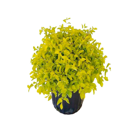 Duranta