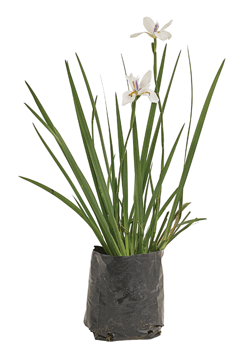 Lirio persa