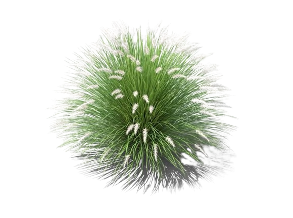 Pennisetum