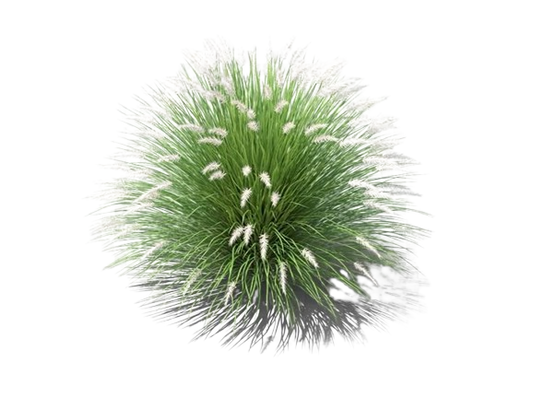 Pennisetum