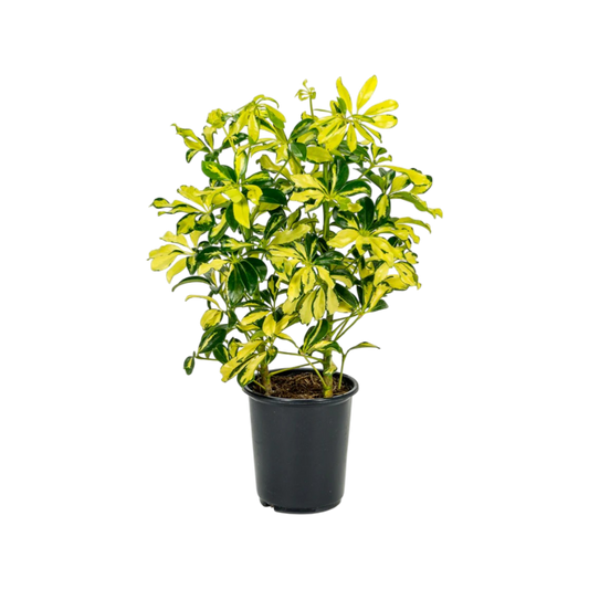 Aralia golden