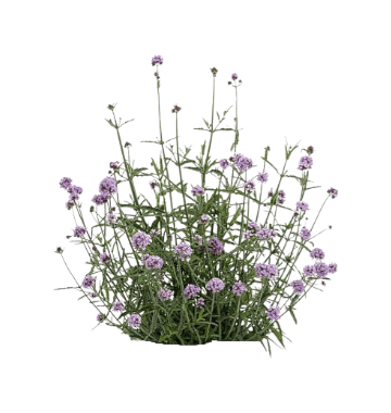 Verbena