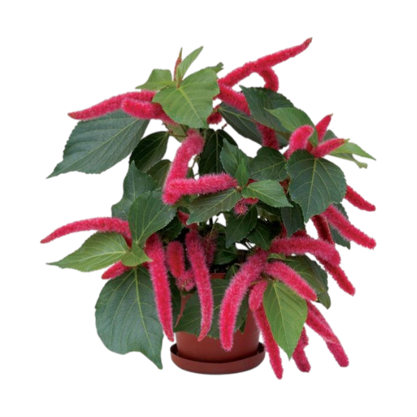 Acalifa