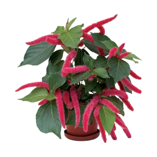Acalifa