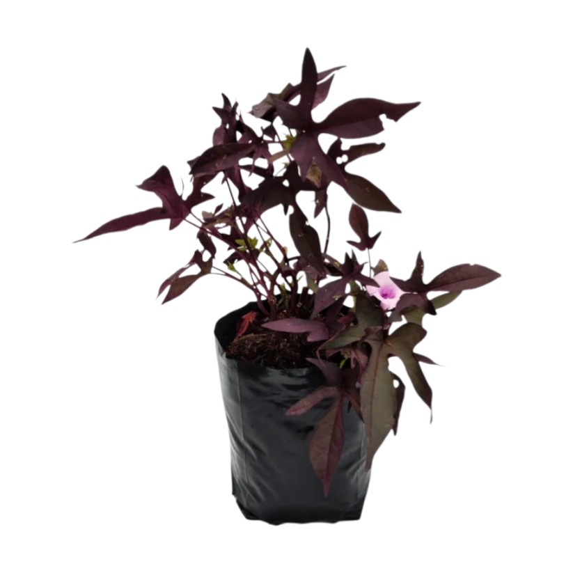 Ipomea