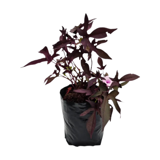 Ipomea