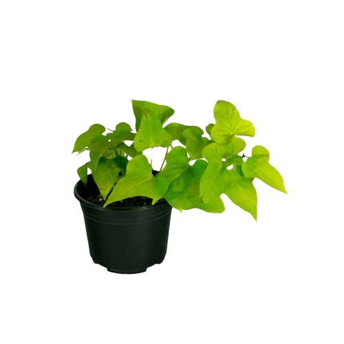 Ipomea