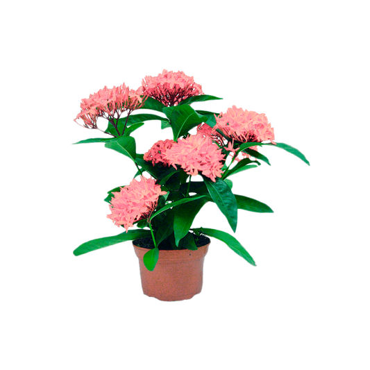 Ixora coccinea