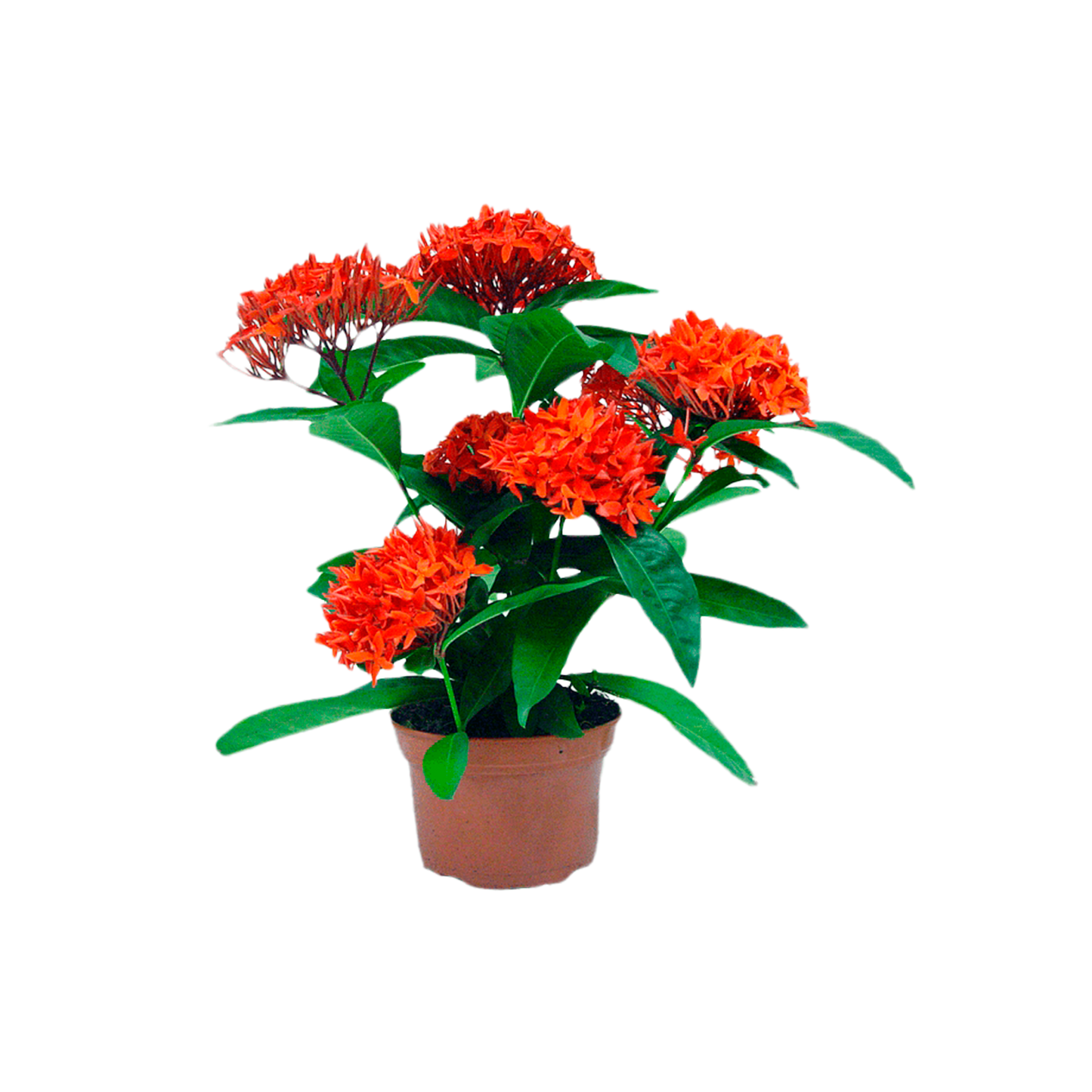 Ixora coccinea