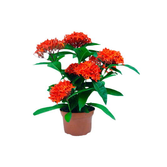 Ixora coccinea