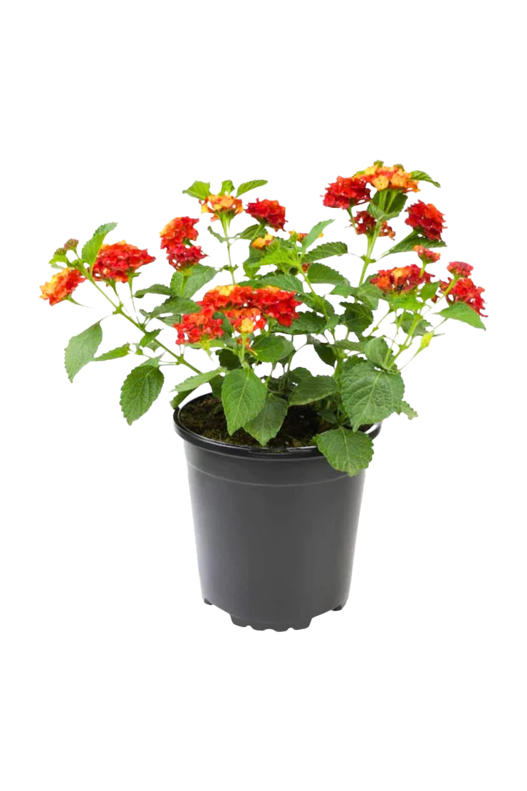Lantana