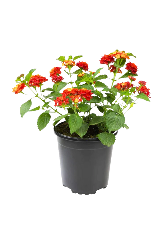Lantana