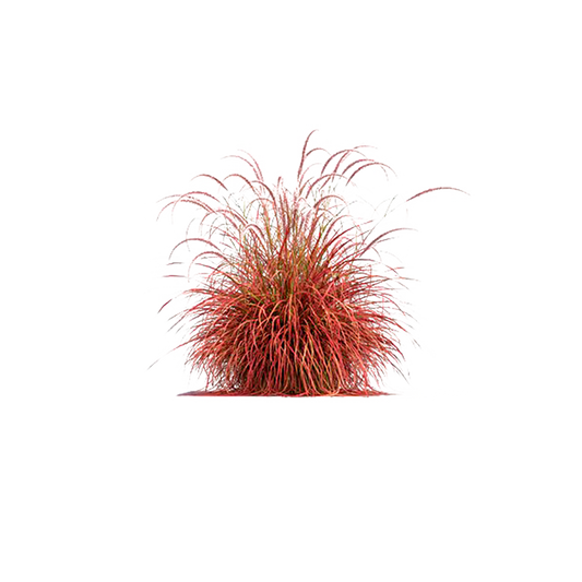 Pennisetum rojo
