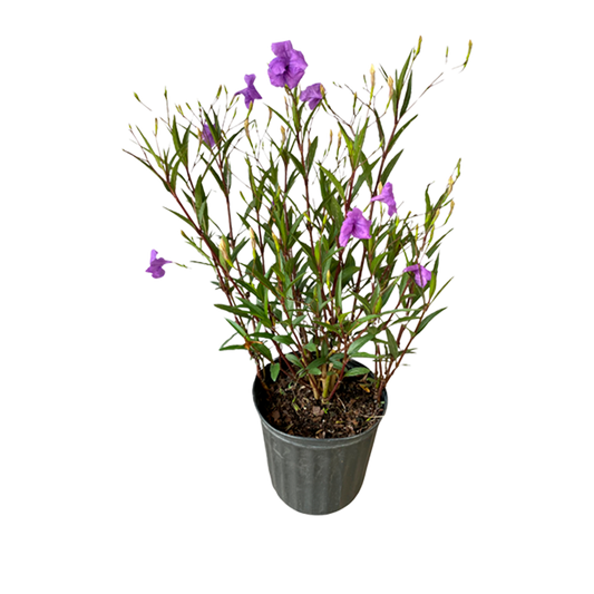 Rohelia