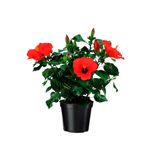 Rosa de China / Cayena