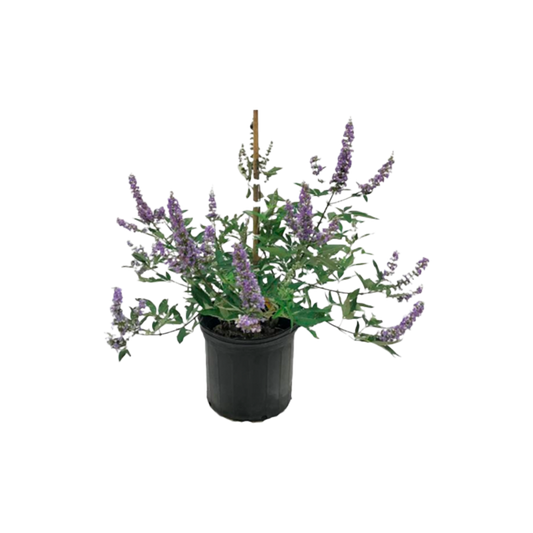 Vitex